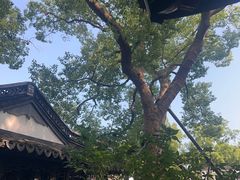 -上海醉白池公园