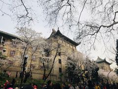 -武汉大学-樱园