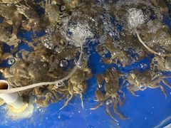 -阳澄湖大闸蟹·琼灵阁牌品牌连锁(吴中总店)