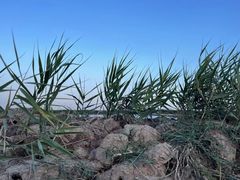 -蛇蟠岛