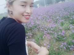 -北京东方普罗旺斯薰衣草庄园