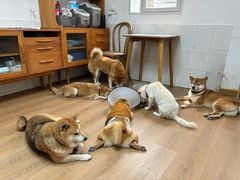 -是阿柴呀！柴犬咖啡·爱喵喵猫咖