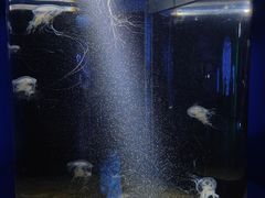 -欢乐海岸海洋奇梦馆