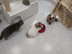 -喵园·猫主题咖啡厅·撸猫·猫咖(国贸店)