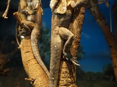 -费瑟代尔野生动物园