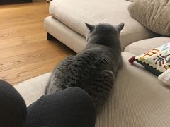 -宠爱国际动物医院· 猫科· 外科·中兽医(长白店)