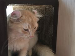 -瞄一喵猫咖(格力海岸店)
