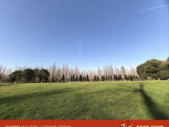 -合肥滨湖国家森林公园