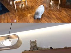 -喵园·猫主题咖啡厅·撸猫·猫咖(国贸店)