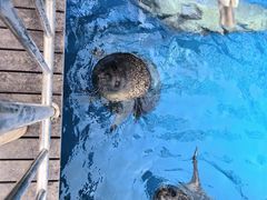 -海合安天津极地海洋公园