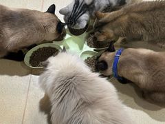 -藏猫猫咖啡主题馆(中央大道店)