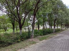 -上海海湾国家森林公园