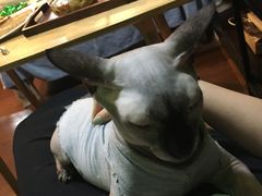 -李小姐の猫咖啡馆(五角场店)