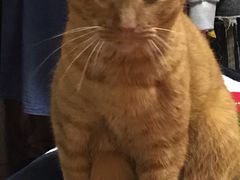 -芭比堂爱心动物医院·心脏科·犬猫内科(越城可乐分院)