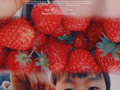 -喜杨洋草莓采摘园