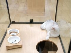 -袖虎猫馆(十亩地店)