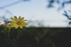 -罗亚帝·NASHOW纳秀形象设计