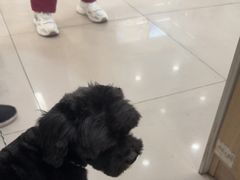 -艾贝尔宠物医院 ·中兽医·宠保定点(北门桥店)