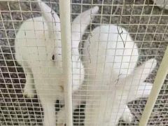 -福建鲤鱼洲酒店