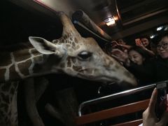 -清迈夜间动物园