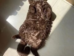 -Bastet sally猫舍购宠(静安店)