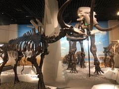 -国家自然博物馆