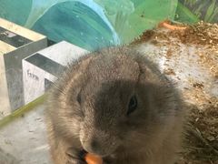 -萌宠奇缘(荣鼎店)