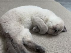 -猫大福·Fortune Cat猫舍(百子湾店)