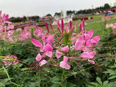 -花博汇(知音花月夜)