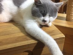 -more than meow吴止猫主题餐厅(承德 中船汇店)