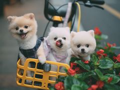 偶遇哈基米-茶是一枝花泡茶店