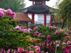 -曹州百花园