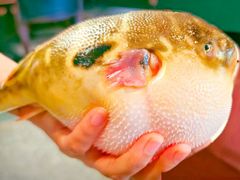 气鼓鼓的河豚-永安鱼庄·镇江菜(东吴路店)