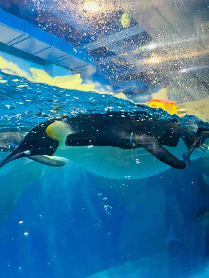 天津海昌極地海洋公園