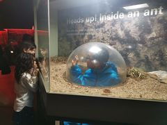 -墨尔本博物馆(Melbourne Museum)