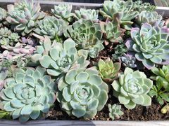 -北马山庄植趣咖啡