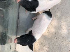 -青岛森林野生动物世界
