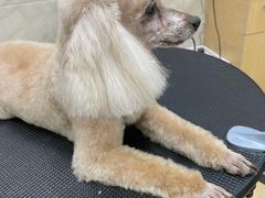 -美联众合动物医院·24h京西诊疗中心