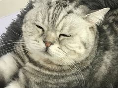 -喵的天空名猫咖啡馆·撸猫·猫舍·用品