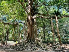 -中国科学院西双版纳热带植物园