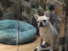 -宠物之家Pets Home 宠物寄养酒店