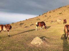 -大姆山草场