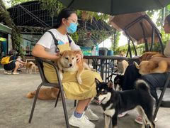 -柴犬高等学院·狗咖·柴犬售卖·宠物训练
