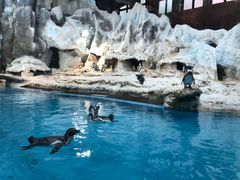 -帝企鹅自助餐厅•儿童岛•真企鹅(长隆企鹅酒店)