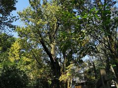 -西湖风景区十里琅珰-五云山