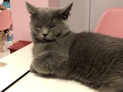 -三花喵·撸猫购宠·宠物生活馆(虹桥南丰城店)