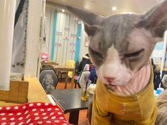 -猫小院猫主题咖啡厅(北锣店)
