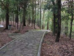 -大屏嶂森林公园