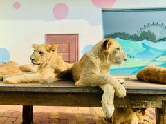 -大连森林动物园