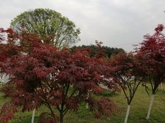 -铁山坪森林公园